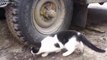 A clever mouse took to the tire in an attempt evade the cat and escape his fate.
