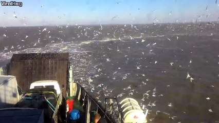 A horde of seagulls surrounds a ferry boat.