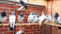 PAKISTANI PIGEONS FOR SALE IN UK 2016