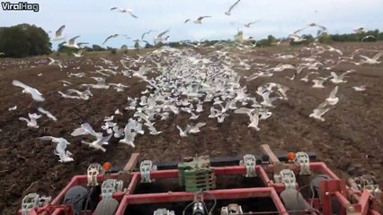 A farmer talks about the process of farming free range seagulls.