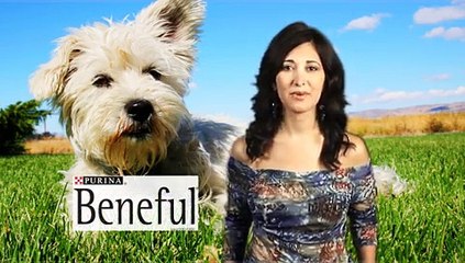 Fun Things To Do With Your Dog