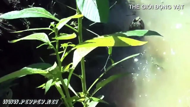 Khi con ếch tấn công và làm thịt con rắn nước - Thế giới động vật