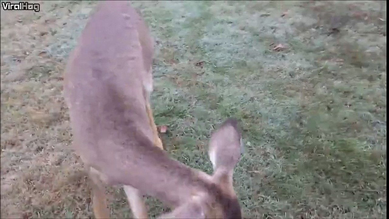 A fawn returns to play with the man