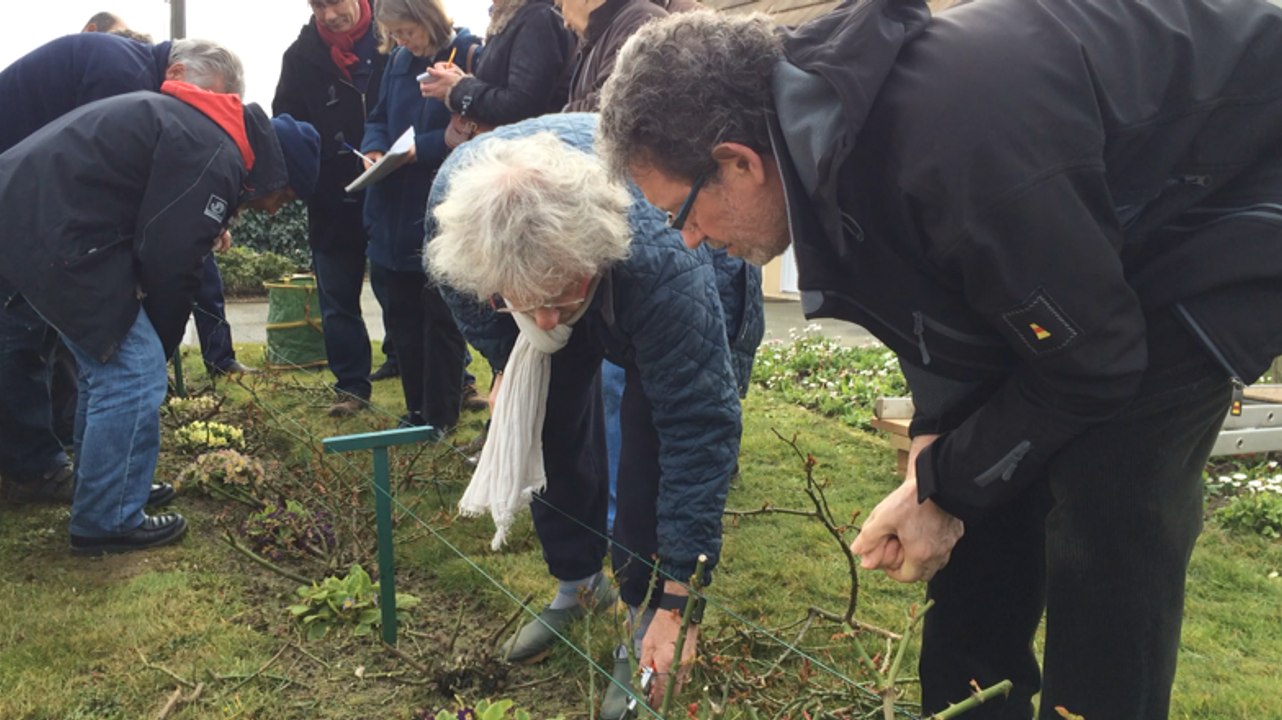 Atelier taille de rosiers, vendredi matin par la société d'horticulture de l'Orne