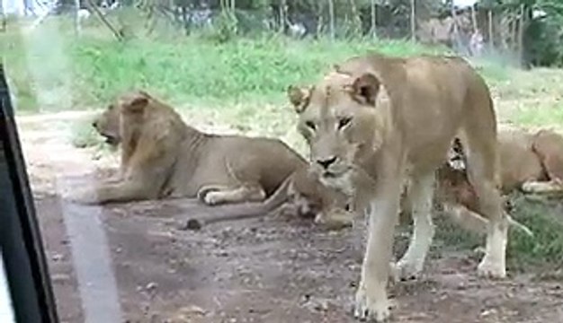 Lioness Tries To Hitch A Ride At Drive Through Safari