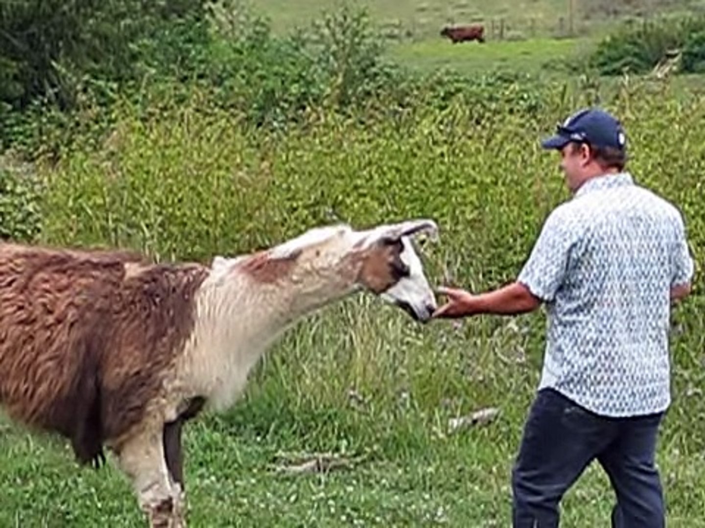 Funny Llama Attack top songs 2016 best songs new songs upcoming songs latest songs sad songs hindi s
