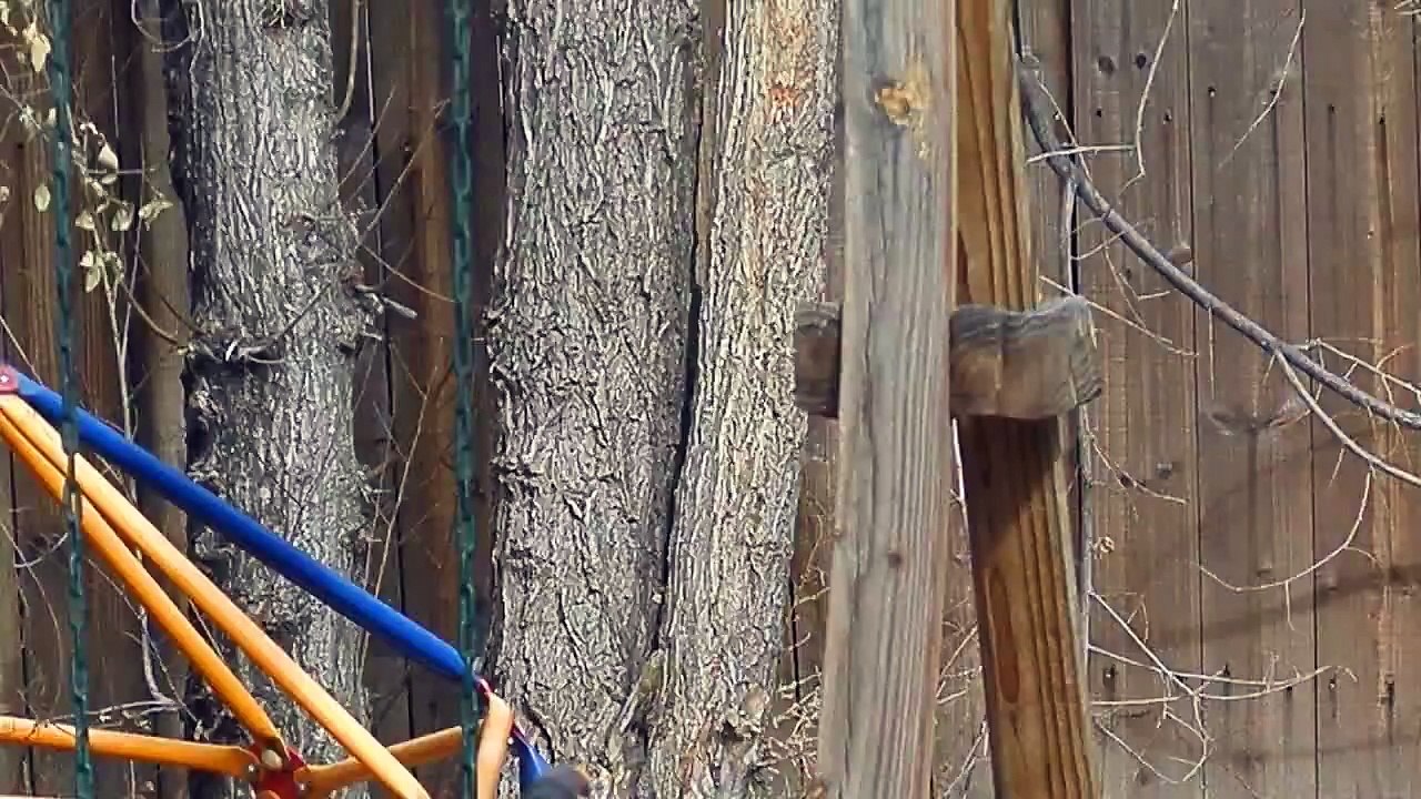 Hawk eats pigeon alive