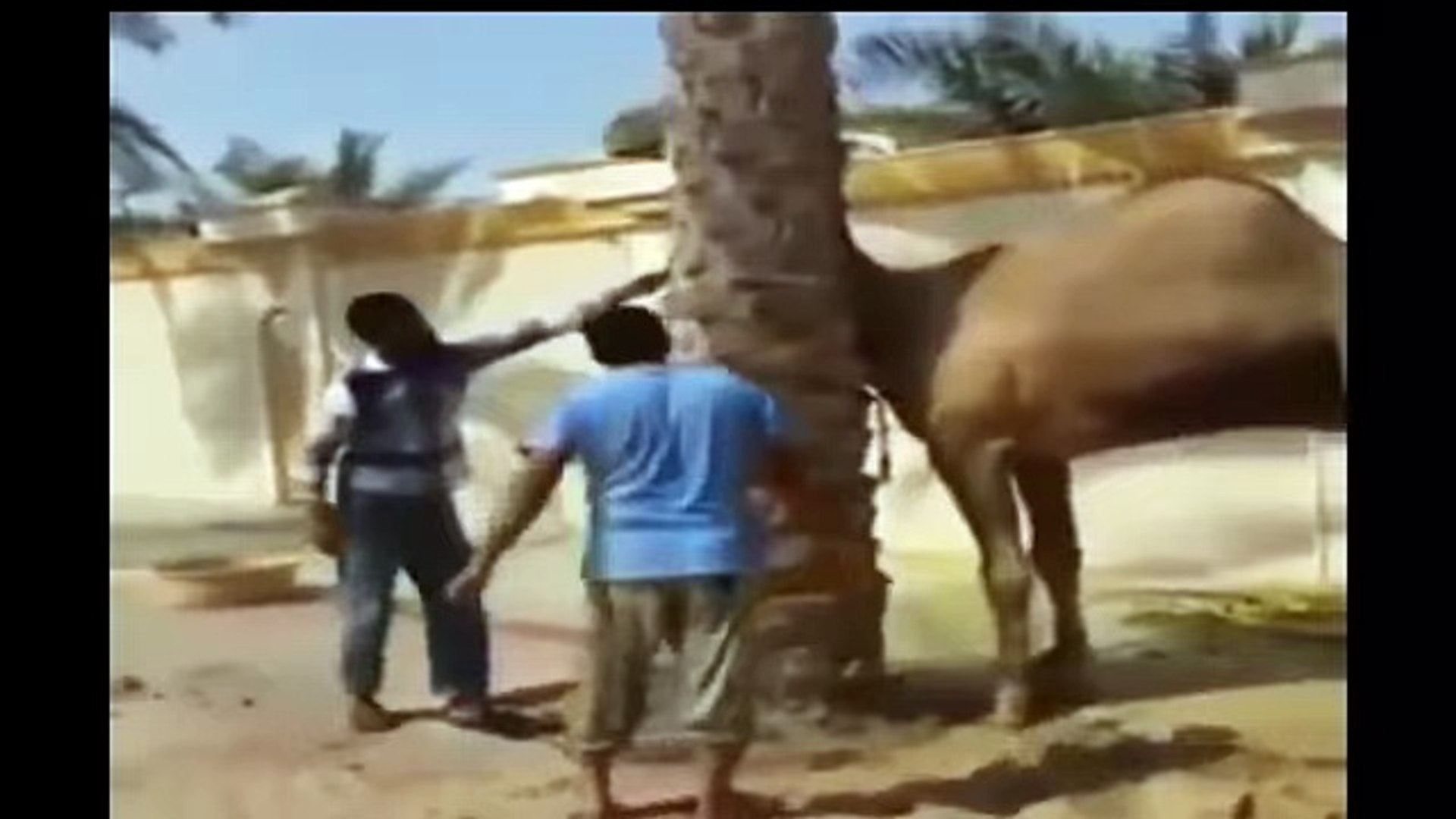 funny videos Do not try to kill a camel top songs 2016 best songs new songs upcoming songs latest so