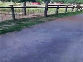 Greedy Camel Takes Over Feeding Time