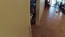 Ninja Dog Sneaks Up On Treat