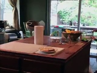 Squirrel Loose in Living Room