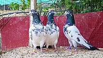 pigeons teddy pakistani high flyer 2016