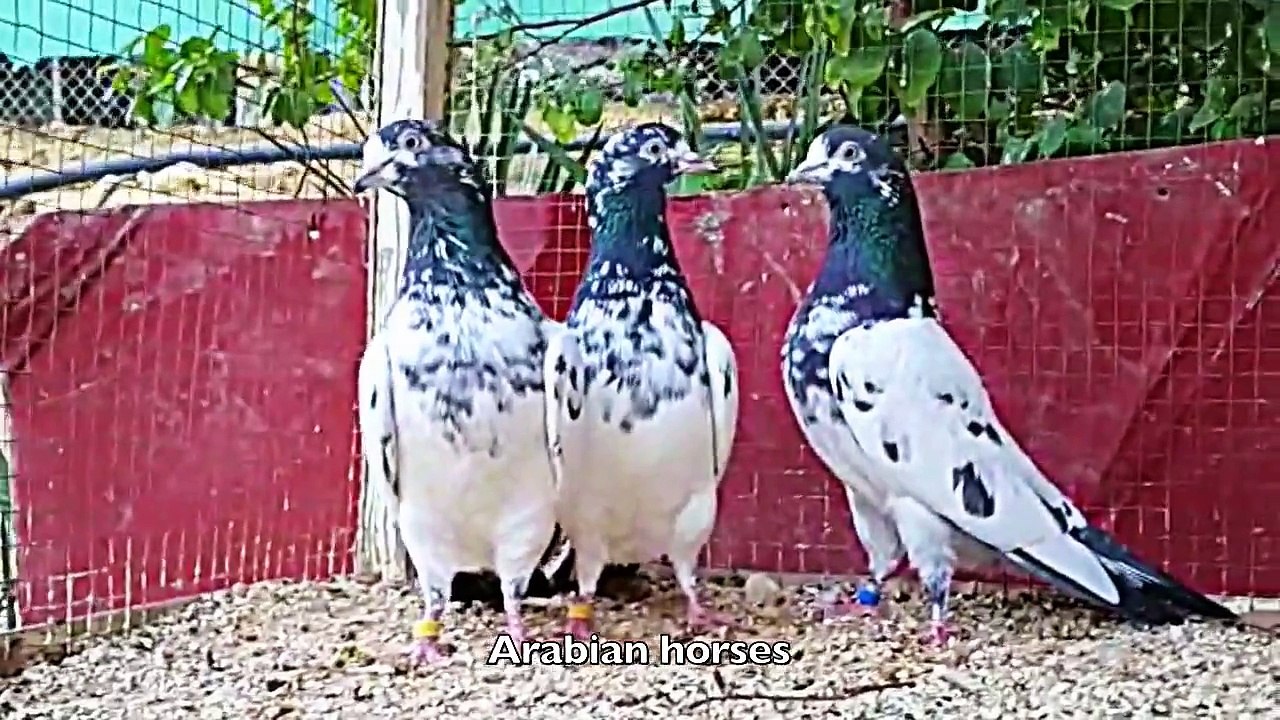 pigeons teddy pakistani high flyer 2016