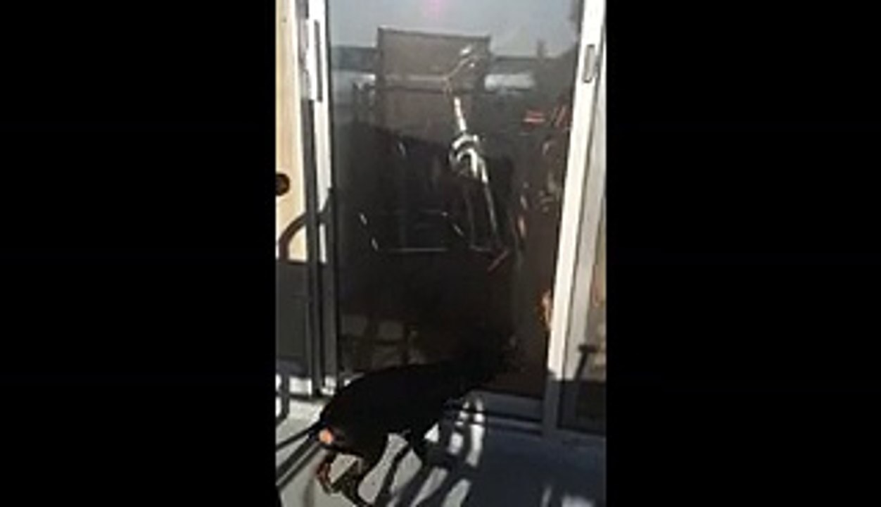 Rottweiler Mutt Can Jump Surprisingly High