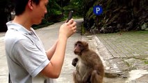 New Baby monkeys playing at Wuyishan stump tailed macaques