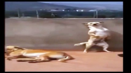 Funny Dancing Dog Videos Collection