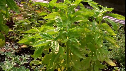 Garden Style ~ Starting Line