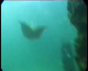 Deniz Kızı Efsanesi Gerçek Mi Yok Böyle Bir Şey