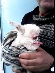 Gözlerinize İnanamayacaksınız! Tek Gözlü Oğlak! Yok Böyle Bi