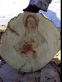 Kutsal MERYEM görüntüleri kesilmiş bir ağaç çıktı