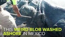 A Mysterious Sea Creature Washed Ashore In Mexico
