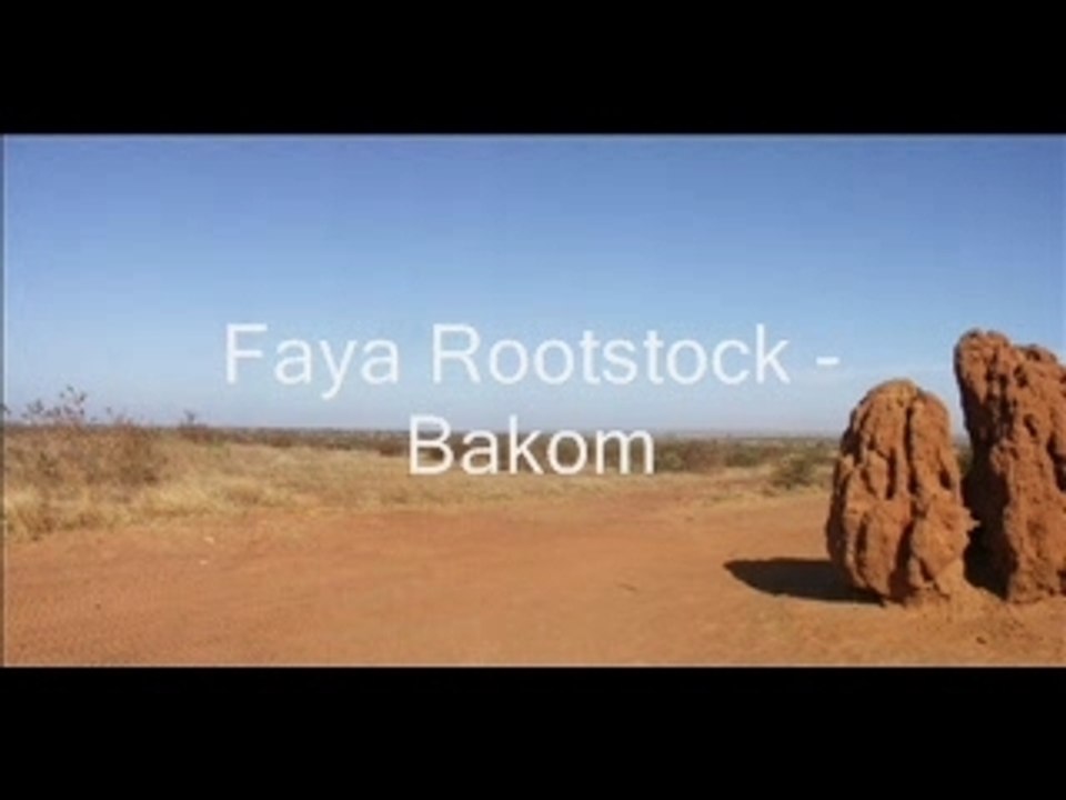 Faya Rootstock - Bakom