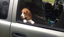 Beagle Puppy Hangs On Car Window