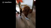 Puppy wears trainers and walks hilariously
