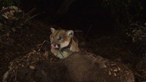 This is the L.A. mountain lion suspected of killing a koala
