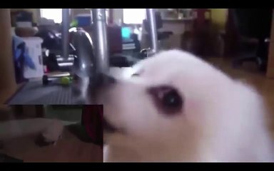 Barks and Growls - An Undertale Gabe Remix