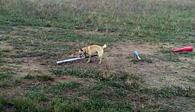 Chihuahua Dog Humps Baseball Bat