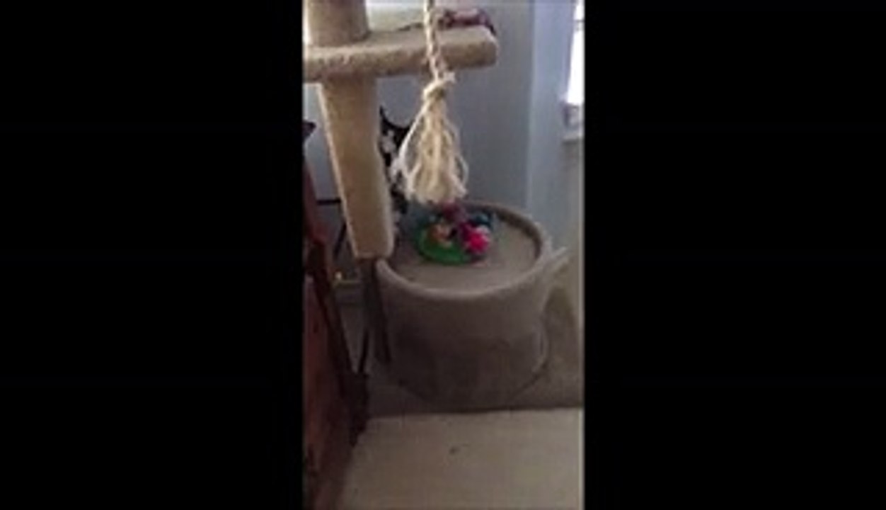 Cute Kitten Knocks Over Lamp While Playing In House