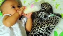 Un bébé jaguar boit son biberon avec une petite fille - vidéo Da