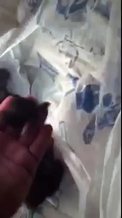 شاهد‬.. ماذا تفعل خادمة داخل أحد المنازل في السعودية لعنة الله عليك