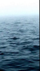 Une baleine à bosse saute hors de l'eau