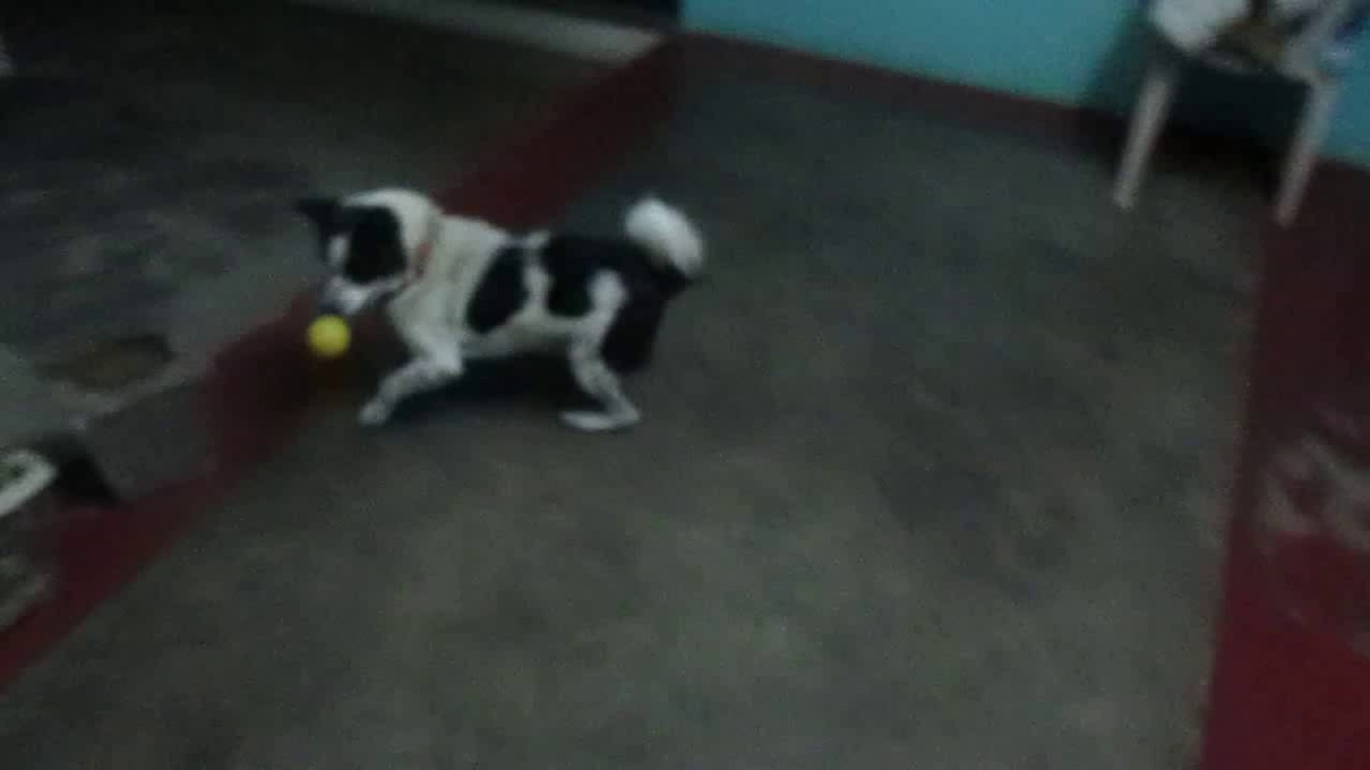 ⁣Jimmy Playing with a ball.