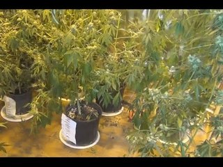 Palermo - Piantagione di marijuana in casa a Ciaculli (11.03.16)