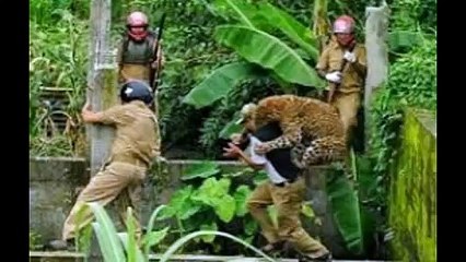 Mahasiswa INDIA Tewas Diterkam Harimau putih