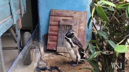 Un pingouin parcourt 8000km chaque année pour rendre visite