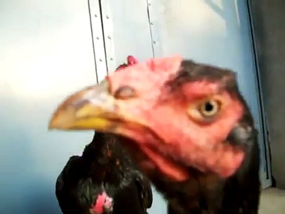 ASEEL FAMILY, DAUGHTER WITH FATHER.. FATHER IS four time champion.DAUGHTER AGE ONE YEaR