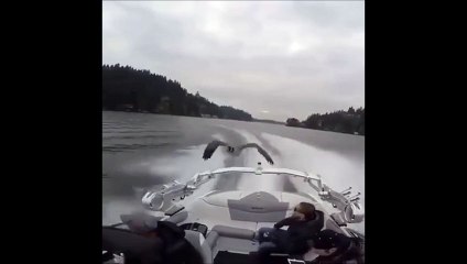 Une oie fatiguée vient se reposer sur un bateau!