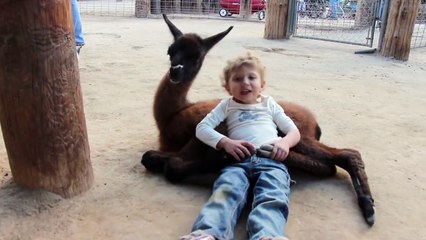 Une chèvre jalouse vient interrompre un pur moment de tendre