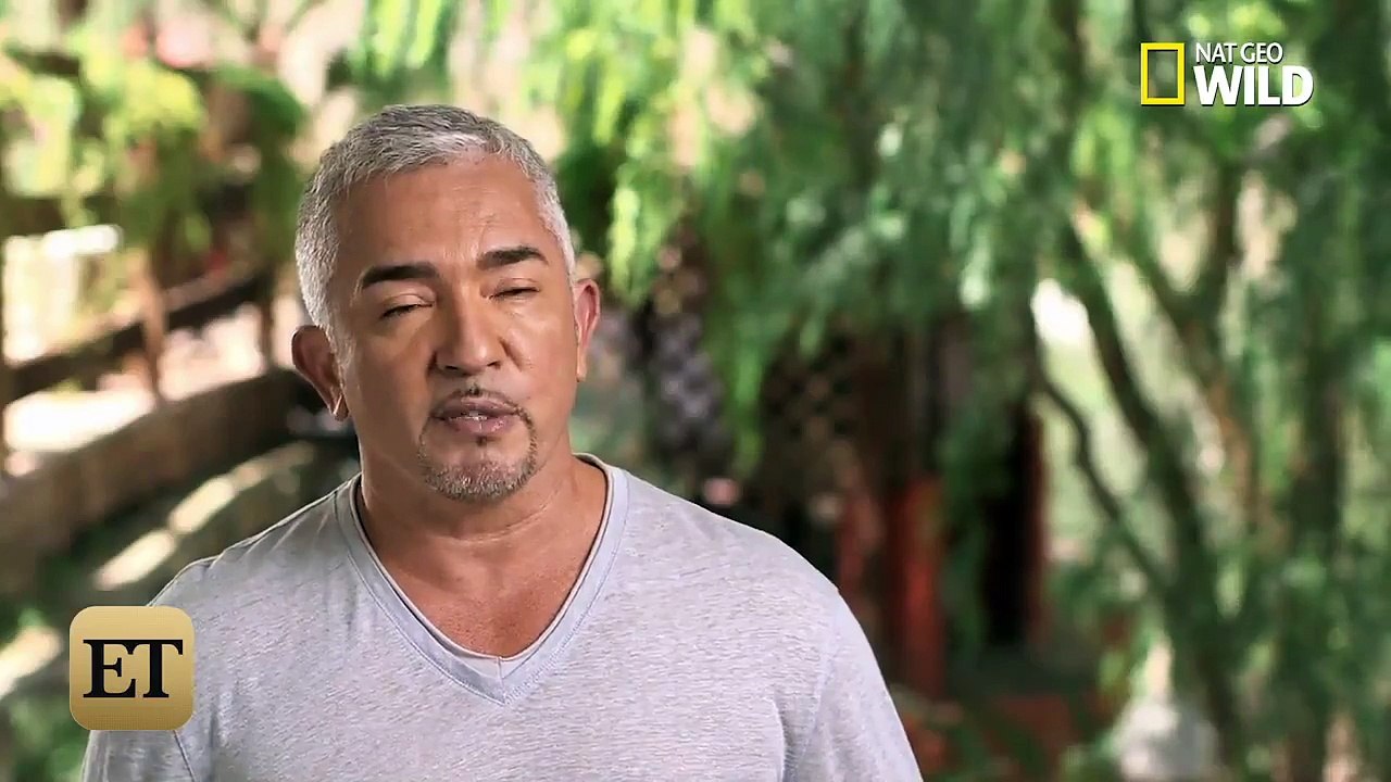 Cesar Millan Rehabs Aggressive French Bulldog on Nat Geo WILDs Cesar 911