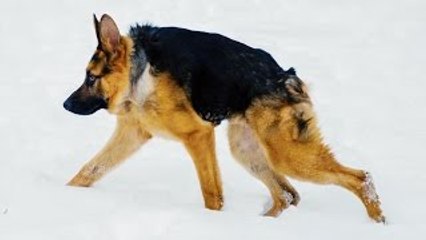 Quasimodo The Hunchback Hound