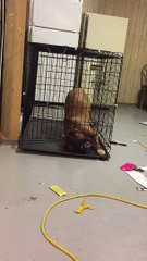 Ce chien très intelligent s’échappe de sa cage