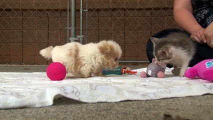 Cutest Rescue Puppy and Kitten Are Best Friends