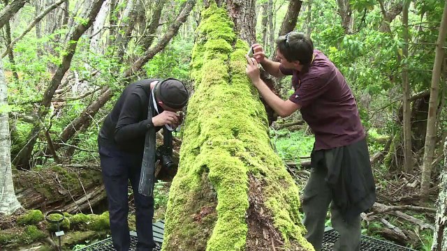 La biodiversité du cap Horn menacée par le changement climatique
