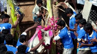 Jallikattu in Tiruchirapalli latest