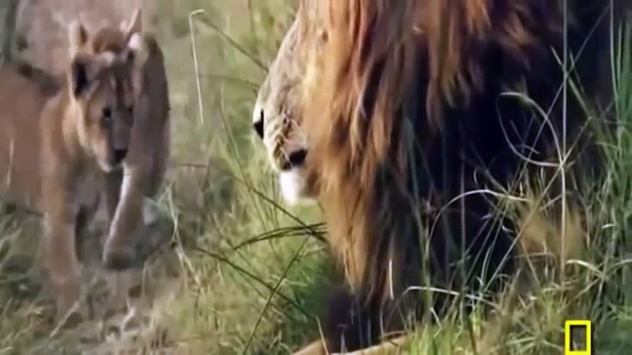 The Lion Max Power - Animals National Geograpchic - Wildlife Documentary