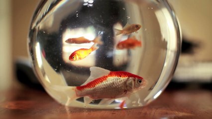 Jedi Kitten - The Force Awakens